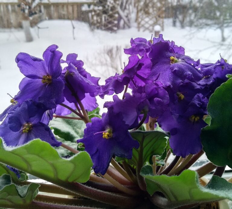 Узамбарская фиалка